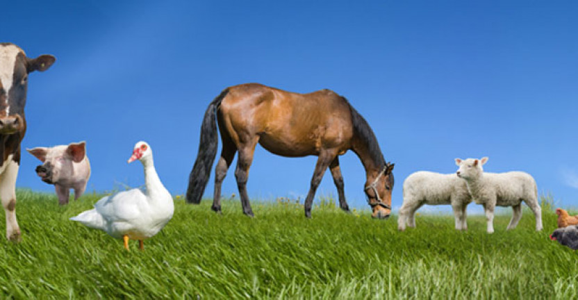 Поголовье скота и птицы в хозяйствах всех категорий