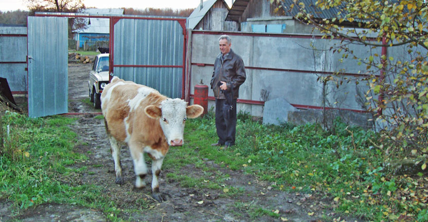 О производстве молока сельхозпроизводителями Курской области